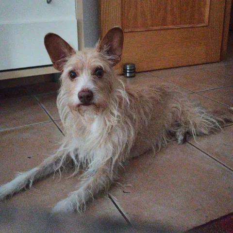 Residencia y Adiestramiento Canino Marchena - Huelva pet otel görseli 5