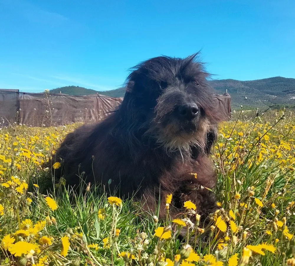 Residencia canina Can Del Alero - Huesca pet otel