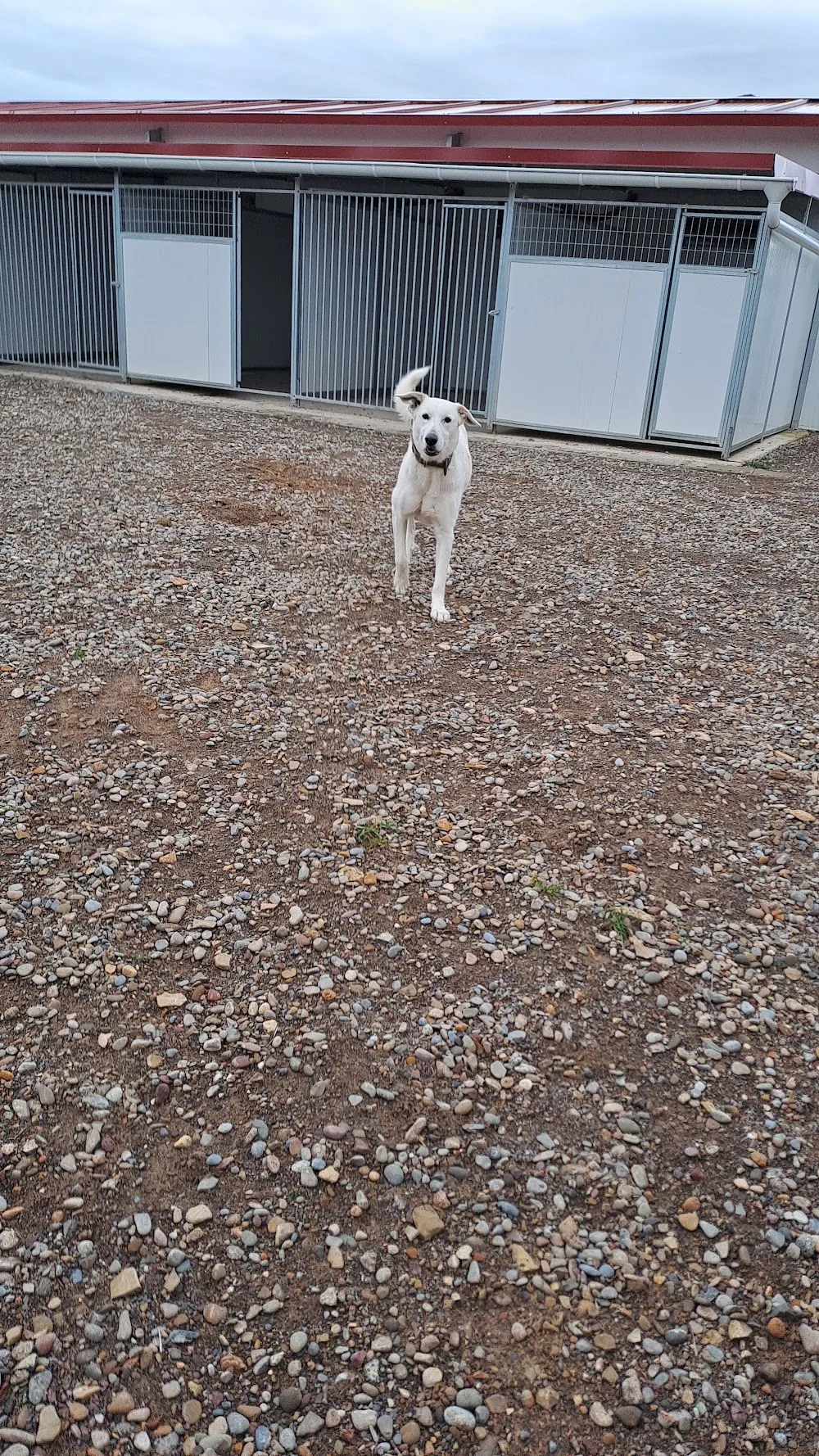 Residencia canina Can Del Alero - Huesca pet otel görseli 3