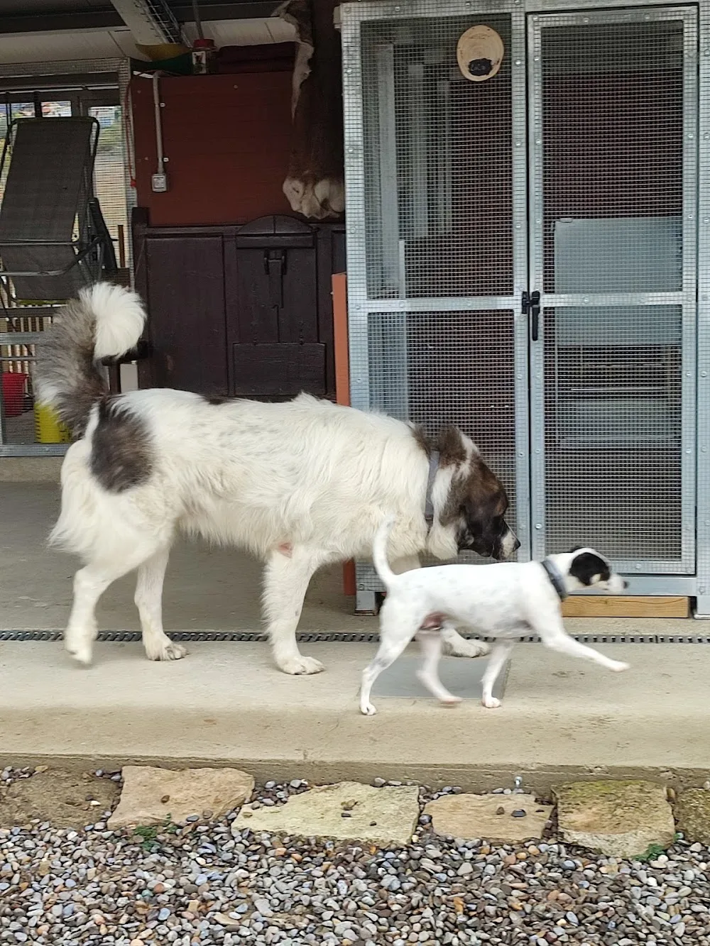 Residencia canina LunaMon - Huesca pet otel