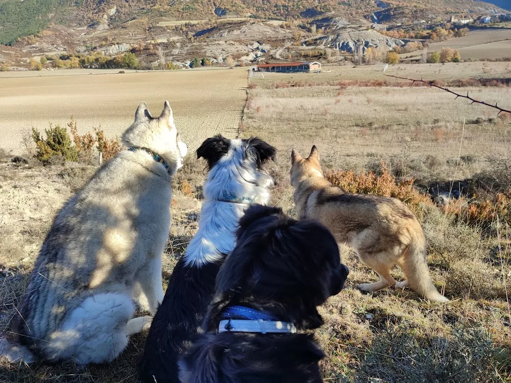 Residencia canina LunaMon - Huesca pet otel görseli 3