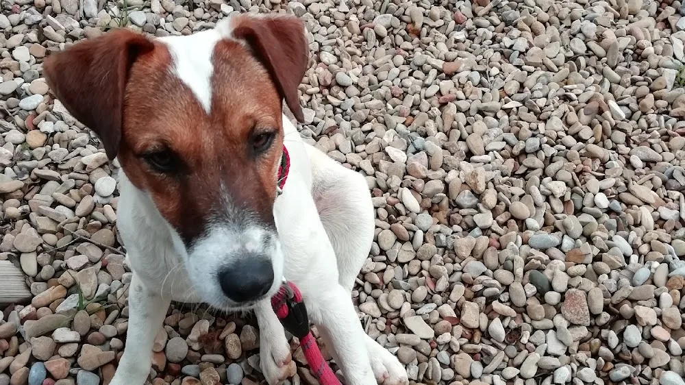 Residencia Canina Mimos - Huesca pet otel