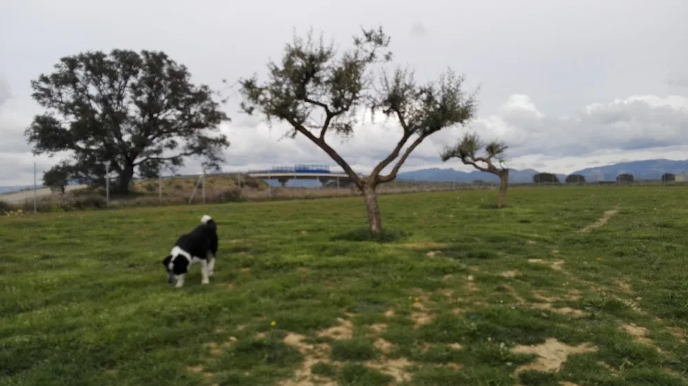 Residencia Canina Mimos - Huesca pet otel görseli 4