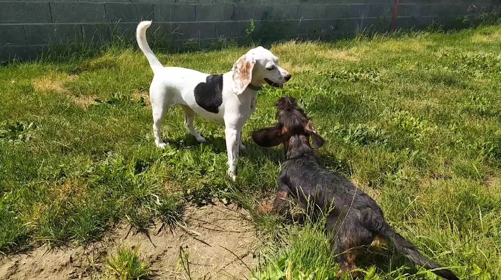 Residencia Canina Naroa - Huesca pet otel