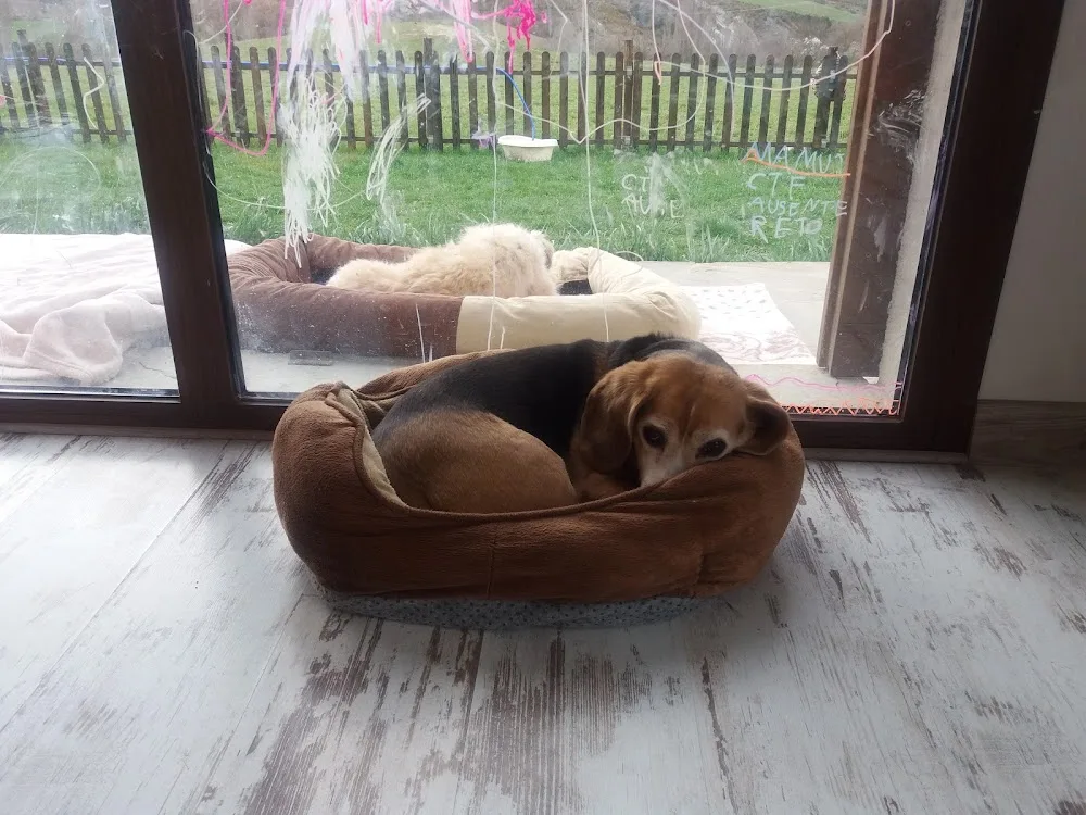 Residencia Canina Naroa - Huesca pet otel görseli 3