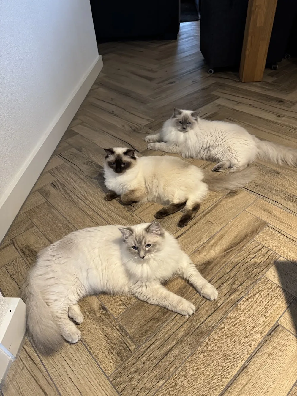 Cattery Ragdoll Tilburg - Hulten pet otel