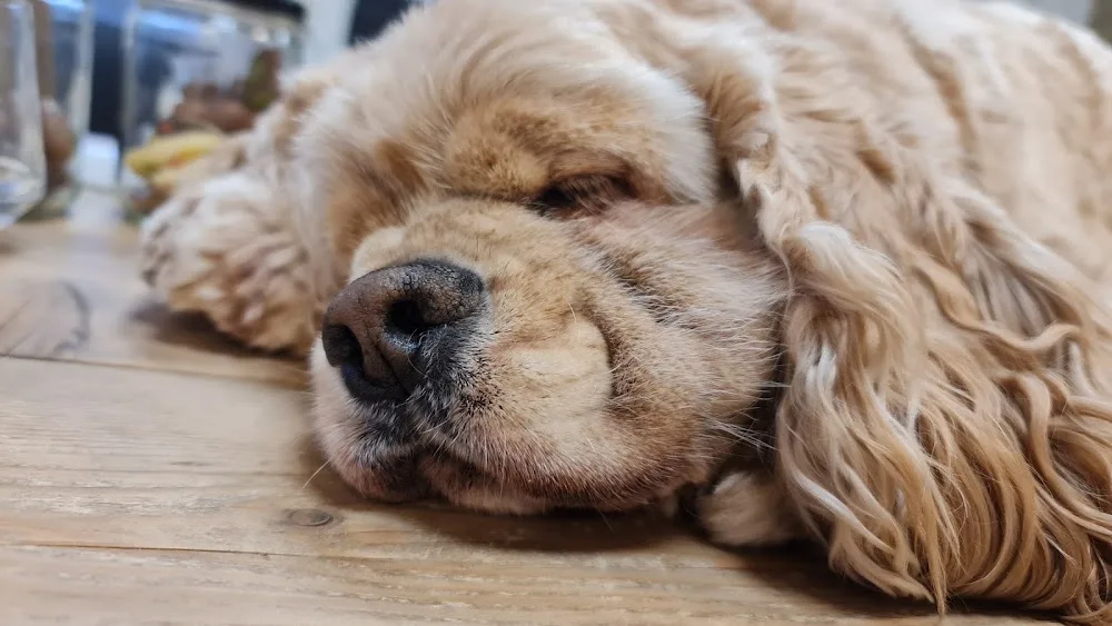 Doggieland - Hulten pet otel