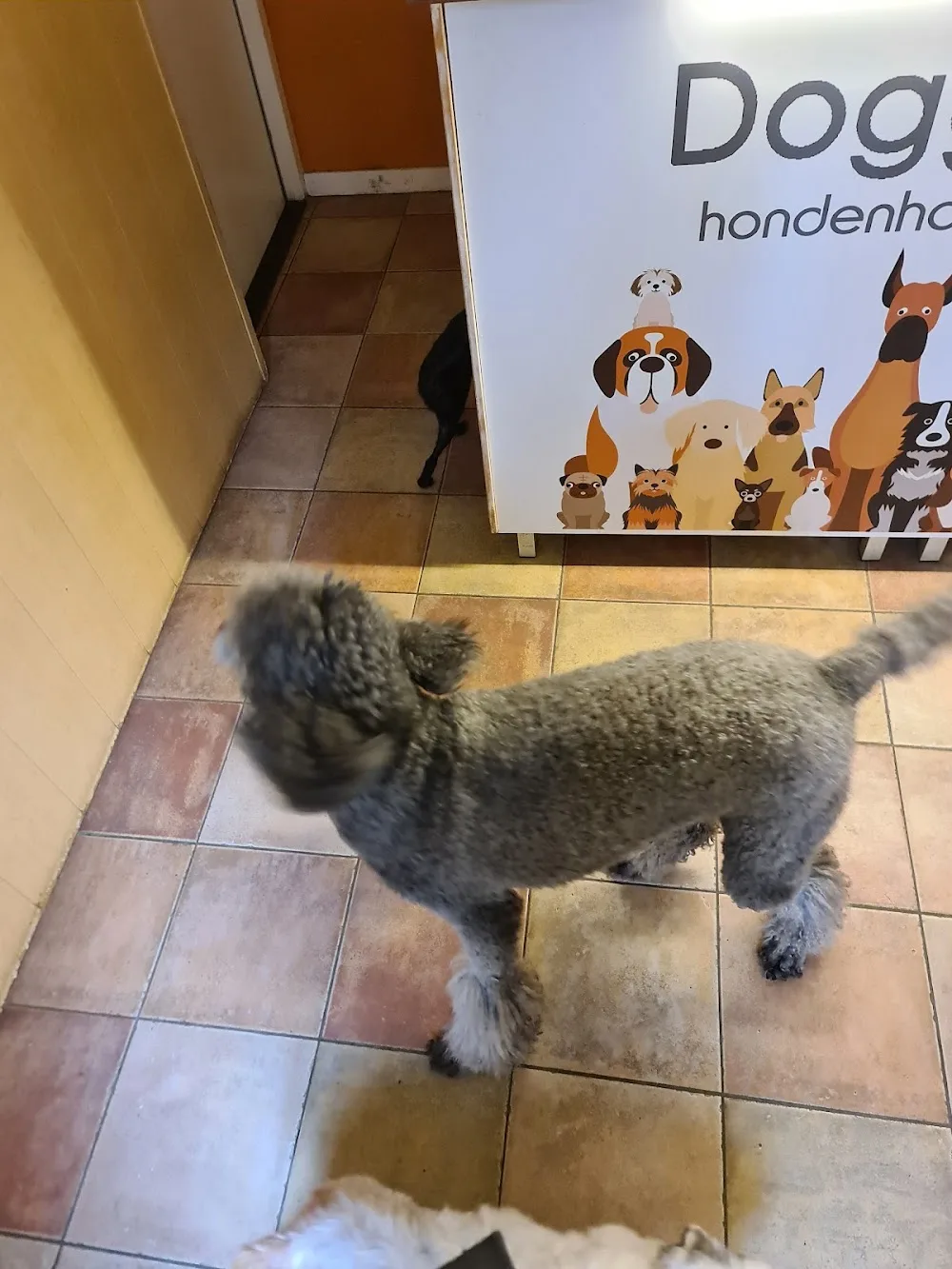 Doggieland - Hulten pet otel görseli 3