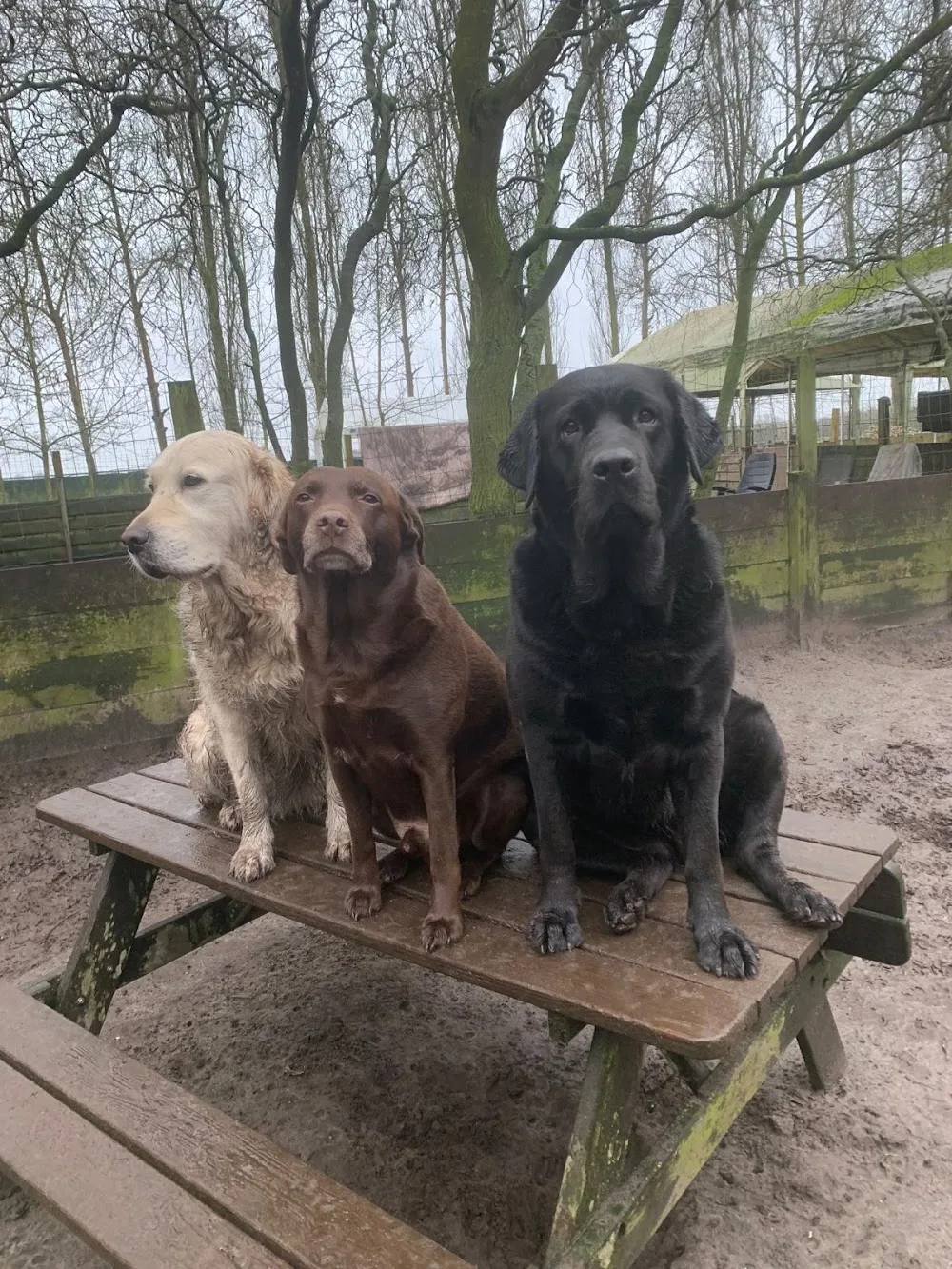 Doggy Set GO - Hulten pet otel
