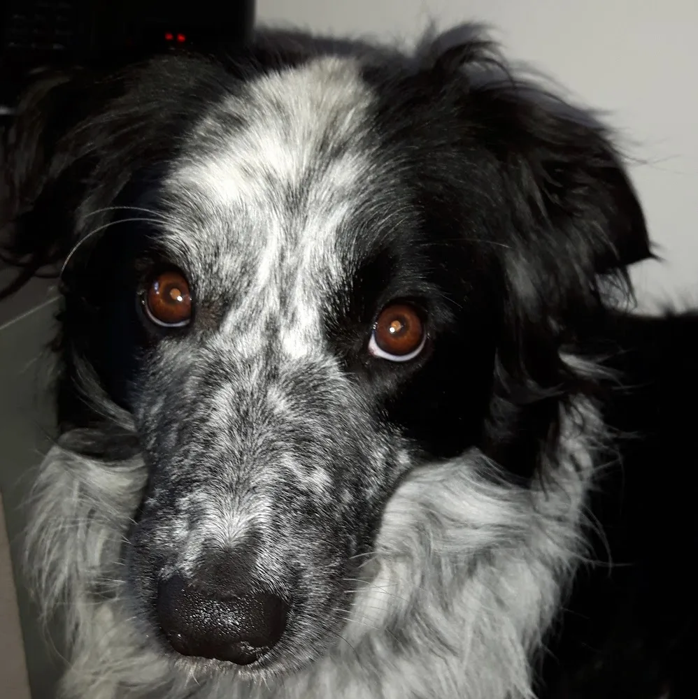 Hondenkennel Akki - Hulten pet otel görseli 4