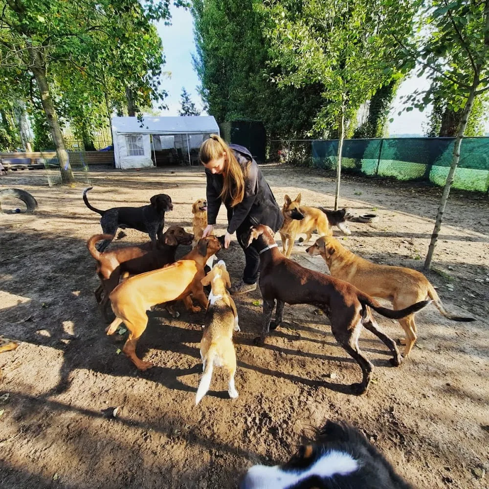 van Dongen Dogs - Hulten pet otel