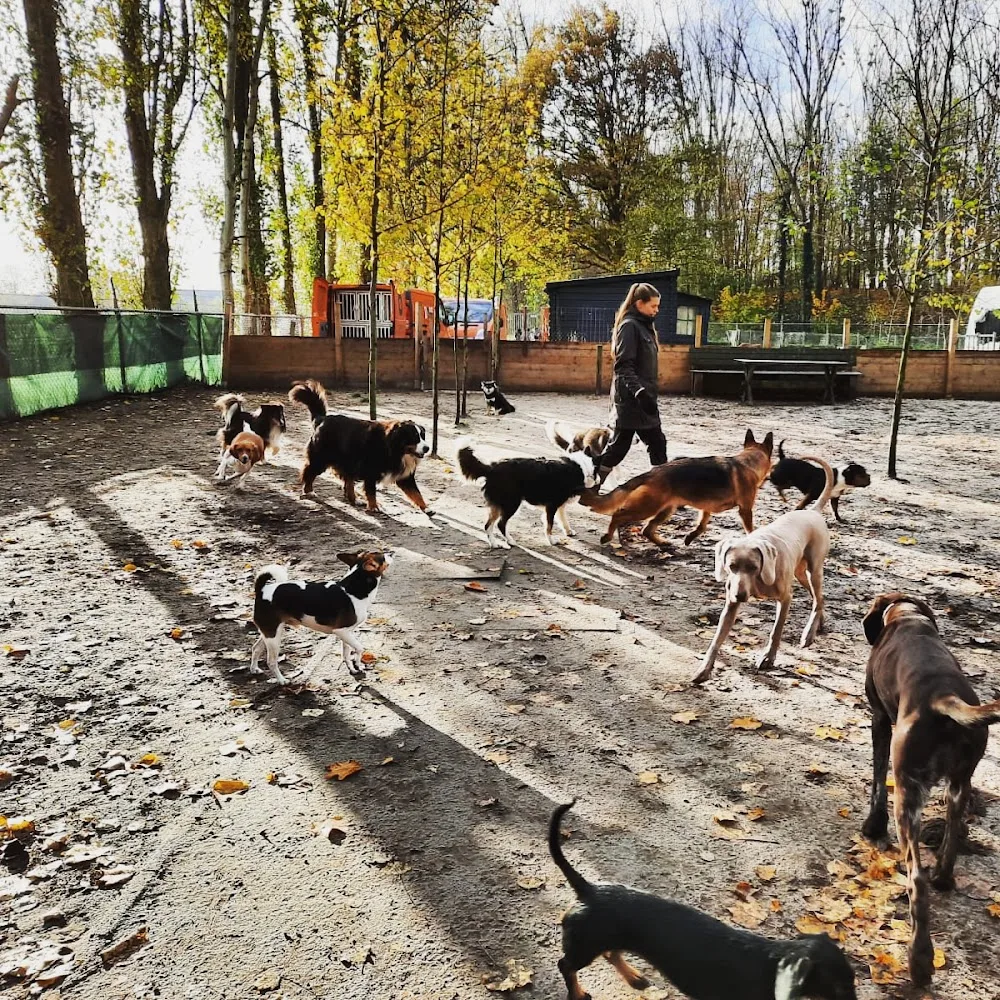 van Dongen Dogs - Hulten pet otel görseli 3