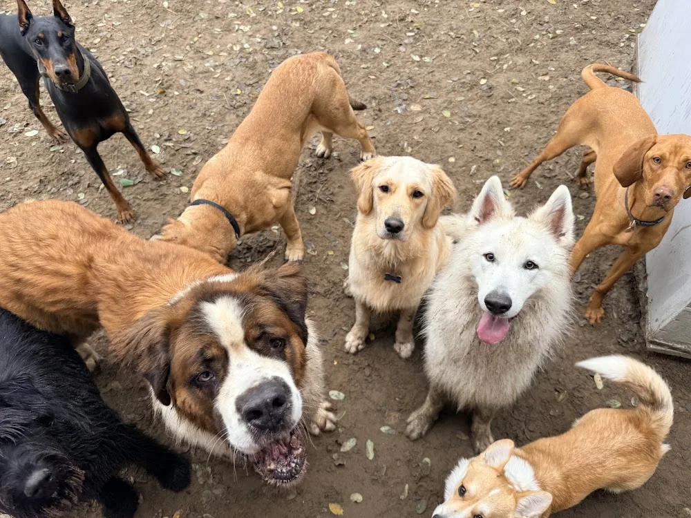 Dog Force Kutyapanzió - Hungary pet otel görseli 2