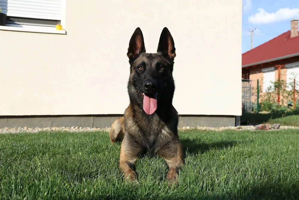 Malinois kennel "von Fuchs" - Hungary pet otel