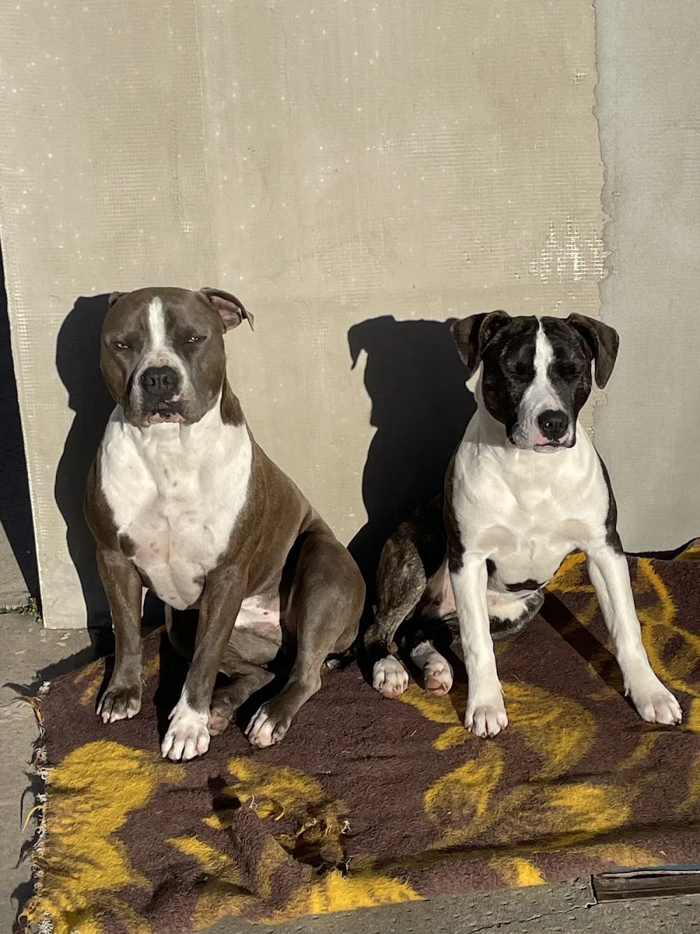Overdose kennel - Hungary pet otel görseli 7