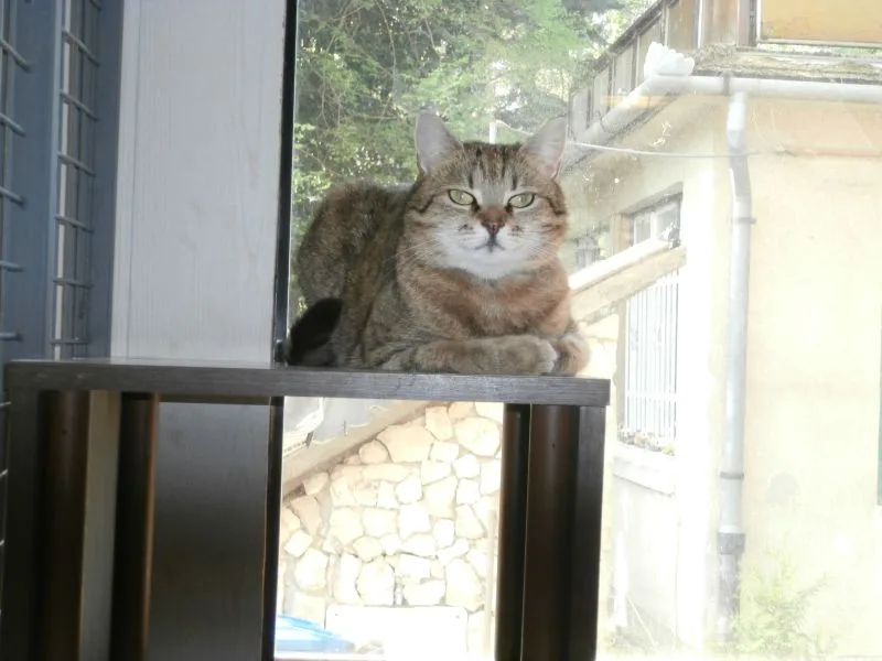 Péceli Macskapanzió - Hungary pet otel görseli 3