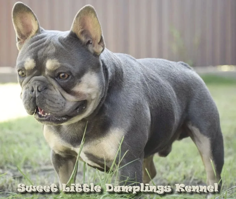 Sweet Little Dumplings Kennel - Hungary pet otel