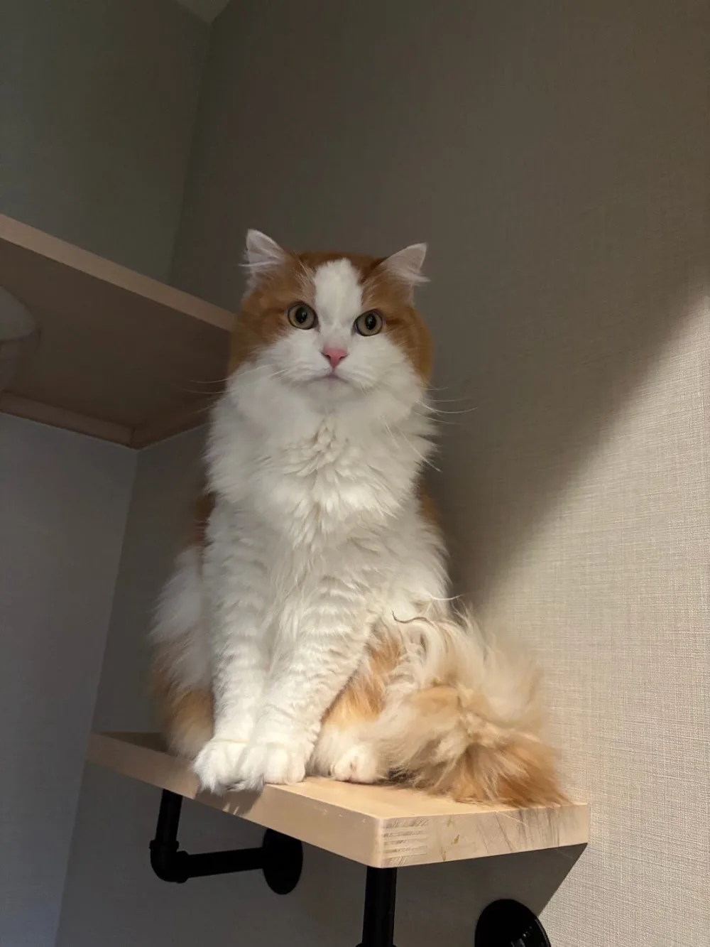 ペットホテルcat house ねこの森 - Hyōgo pet otel görseli 3
