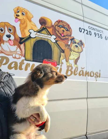 Asociația Micii Patrupezi Blănoși - Ialomița pet otel