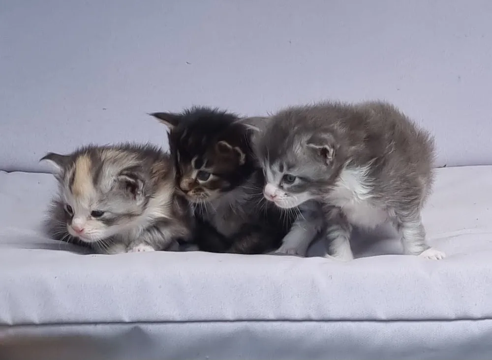Cattery Maine Coon Iasi - Iași pet otel