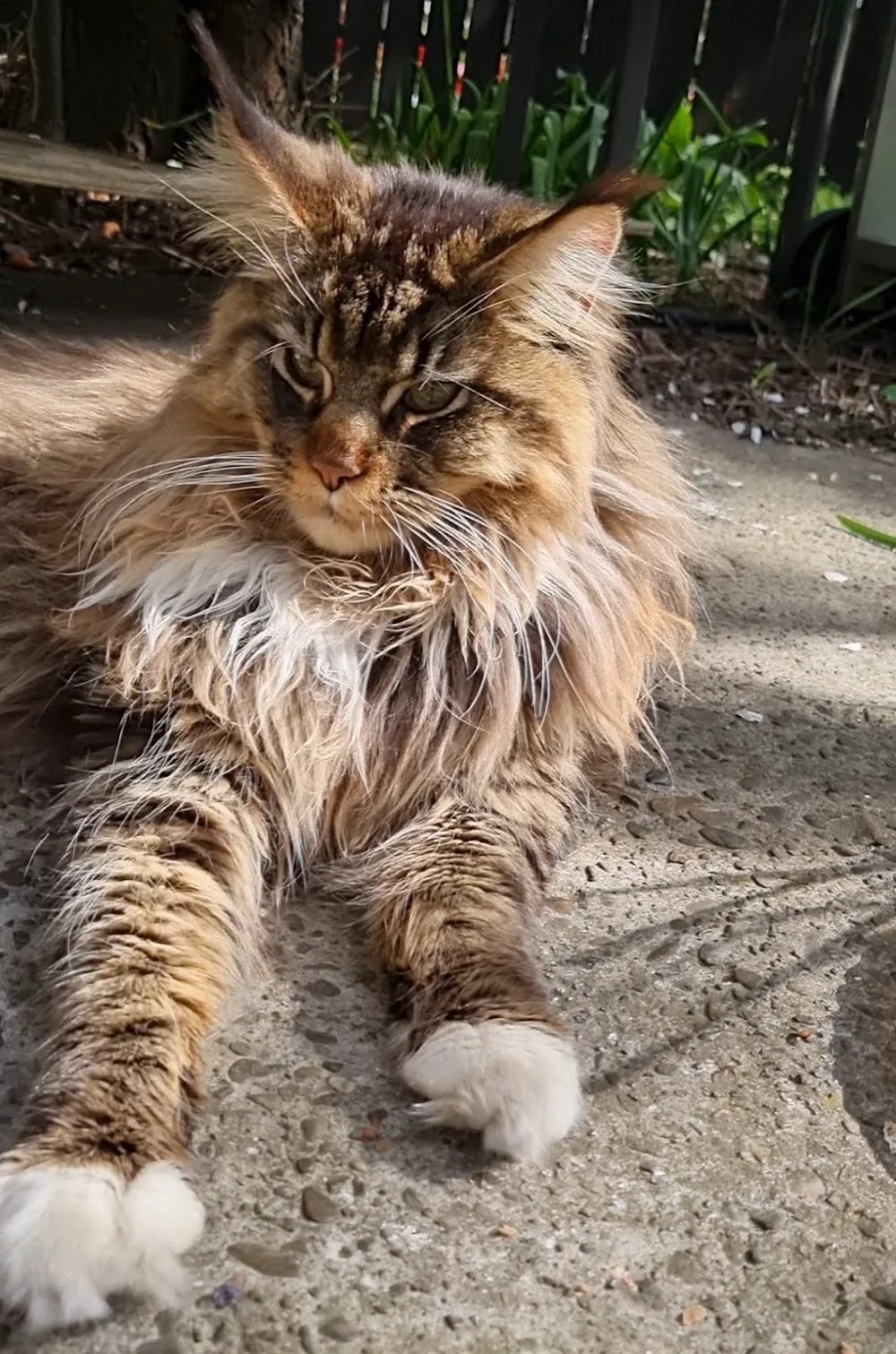Cattery Maine Coon Iasi - Iași pet otel görseli 3