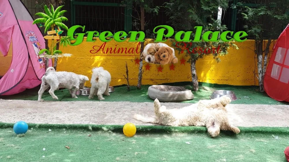Hotel caini si pisici Iasi Green Palace Animal Resort - Iași pet otel görseli 7