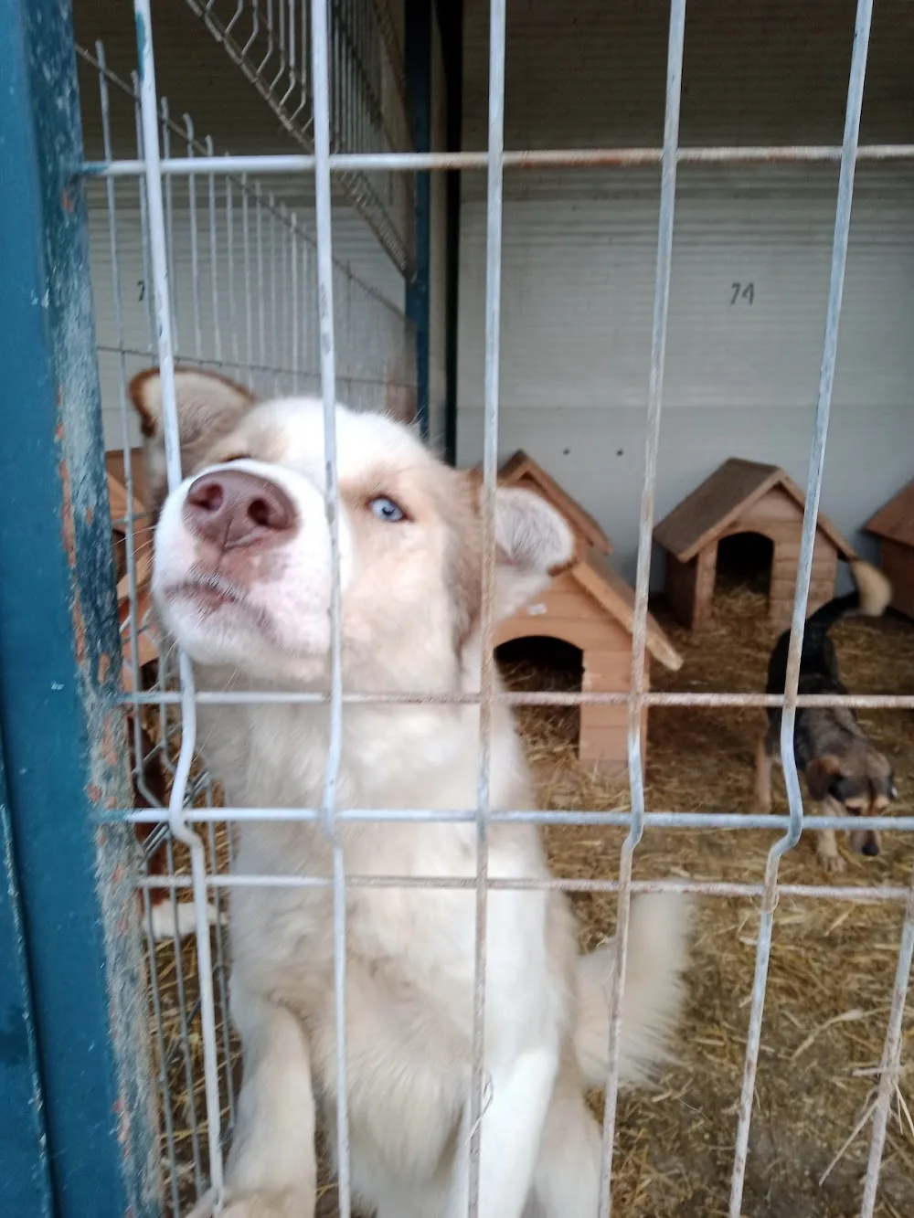 Padocul Tomești - Iași pet otel