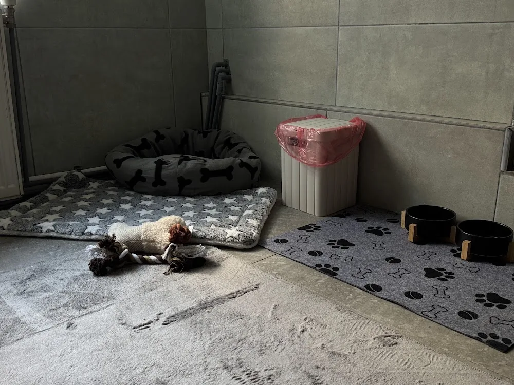 Pet Care Iași - Pensiune de animăluțe și Pet Sitter Iaşi - Iași pet otel görseli 7
