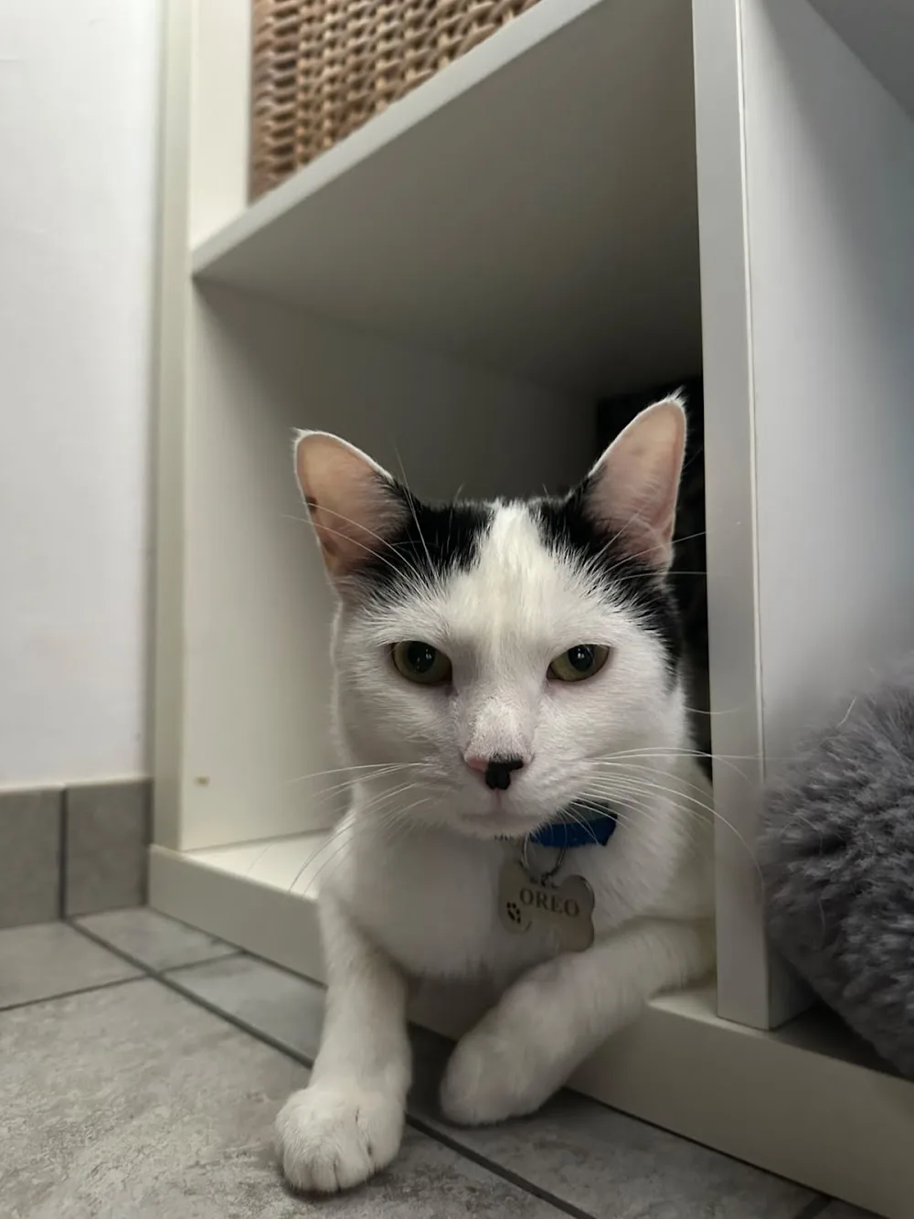 Pet Hotel Dino - Iași pet otel görseli 3
