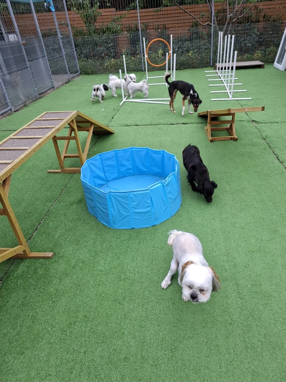 Toto Home - Pensiune Animale Iași - Cazare Câini și Pisici în Iași - Iași pet otel görseli 6