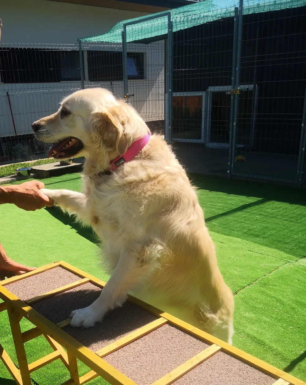 Toto Home - Pensiune Animale Iași - Cazare Câini și Pisici în Iași - Iași pet otel görseli 7