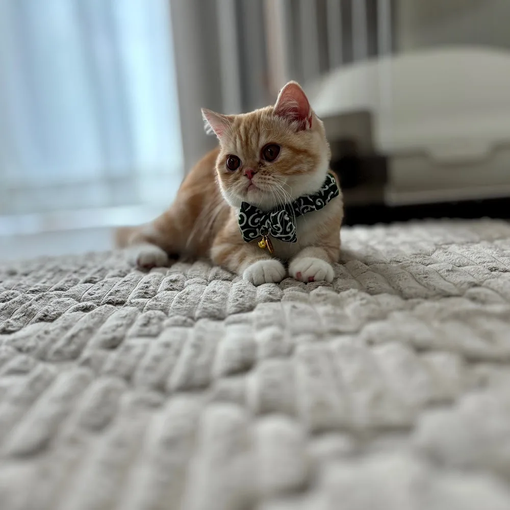 DOG CAT VILLAGE lavie. - Ibaraki pet otel görseli 4