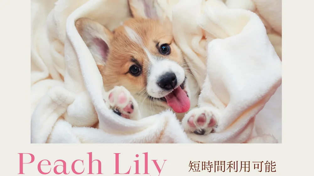 Peach Lily Dog Hotel - Ibaraki pet otel
