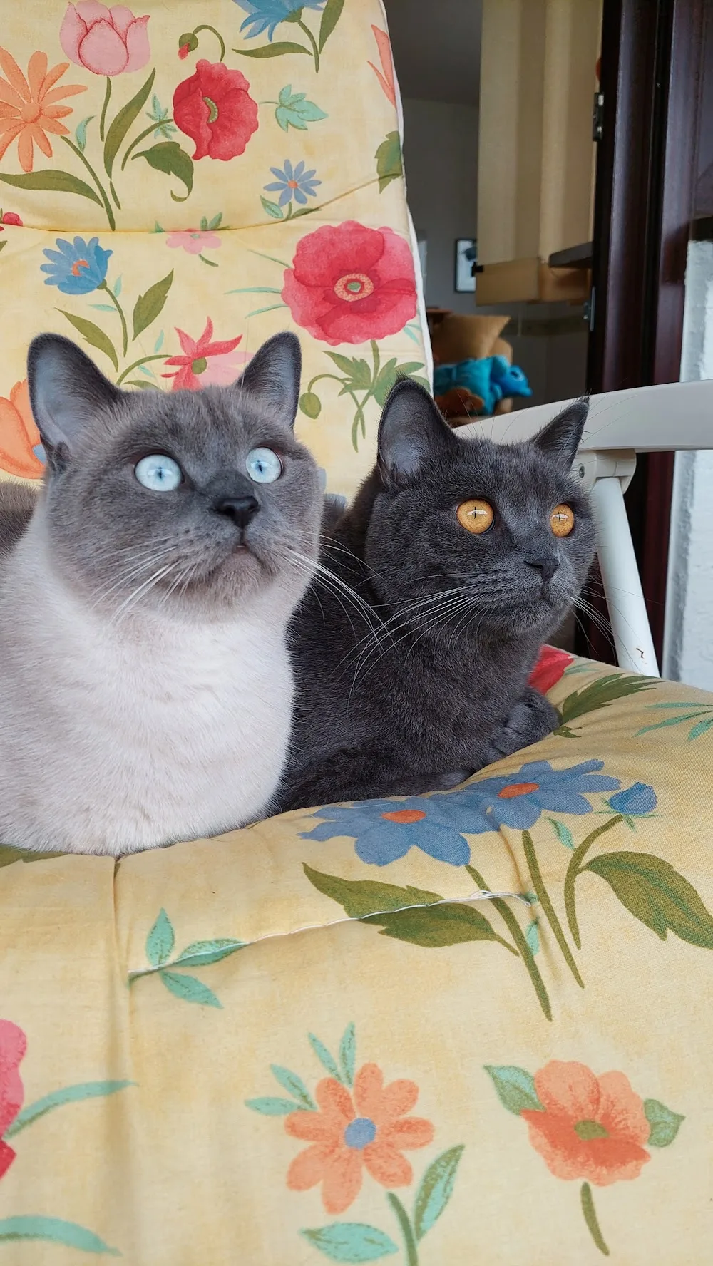 Katzenpension Felis - Ihringen pet otel görseli 3