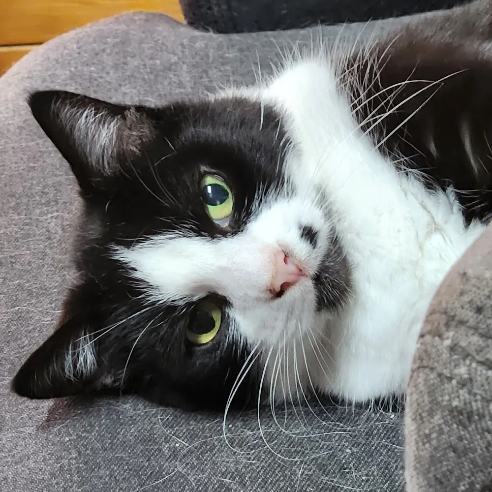 Katzenpension Silvia Federer - Ihringen pet otel görseli 5