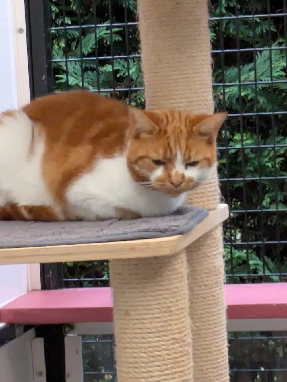 Apple Tree Cattery (Trowell) - Ilkeston pet otel görseli 3