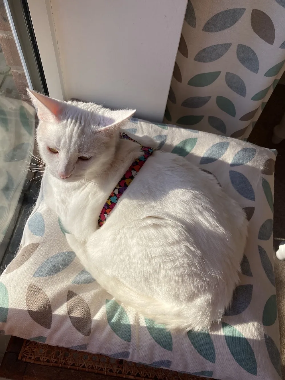 Appletree House Cattery - Ilkeston pet otel
