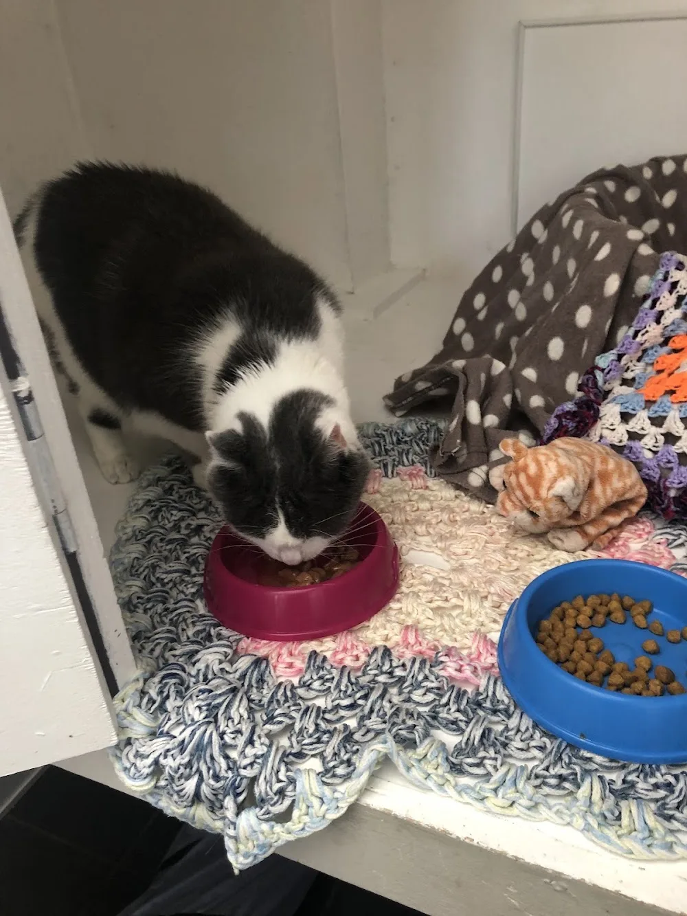 Appletree House Cattery - Ilkeston pet otel görseli 3