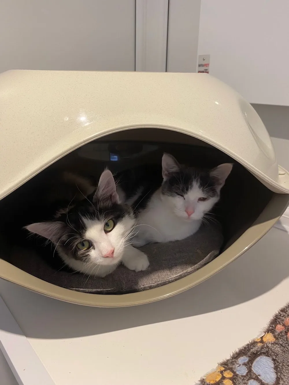 Cat tails and Dreams Boutique Cat Hotel - Ilkeston pet otel görseli 3