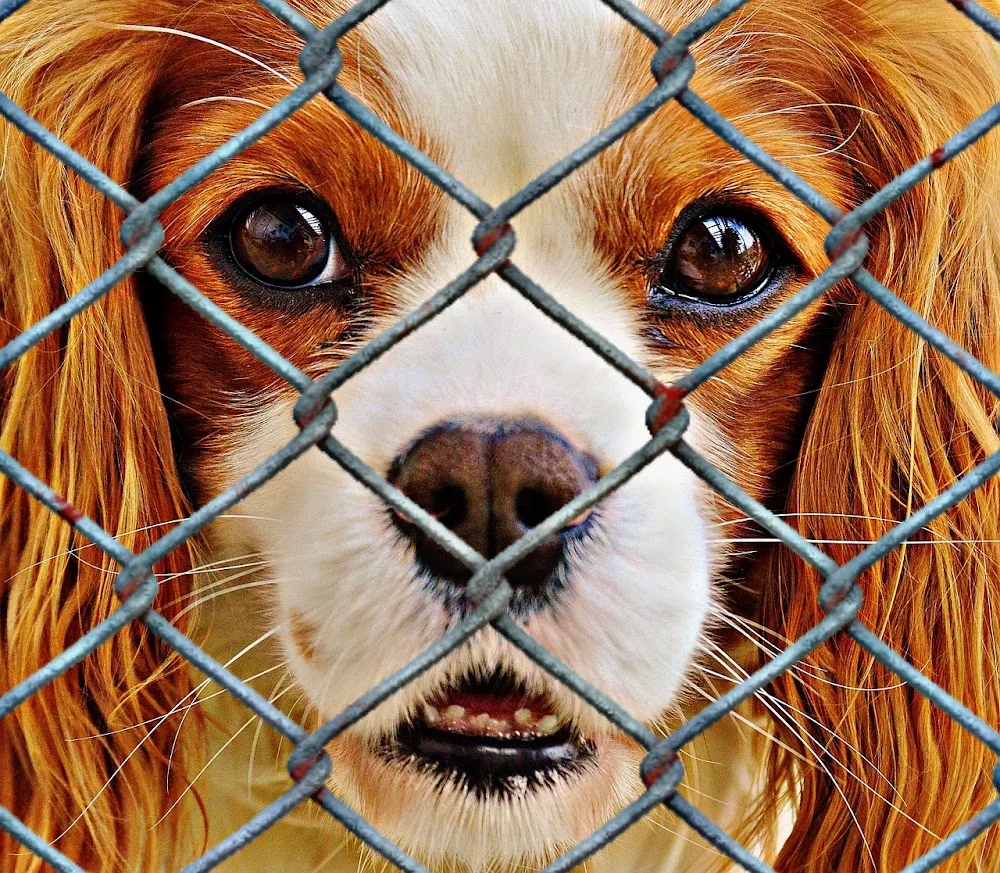 Colombine Kennels - Ilkeston pet otel