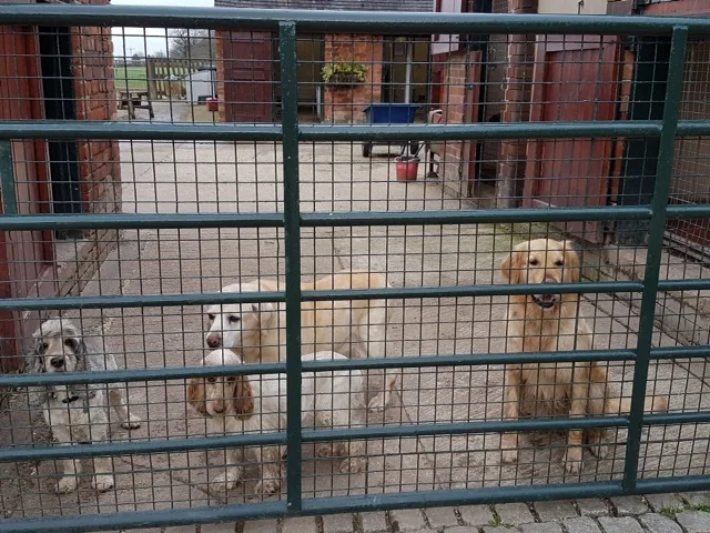 Colombine Kennels - Ilkeston pet otel görseli 3