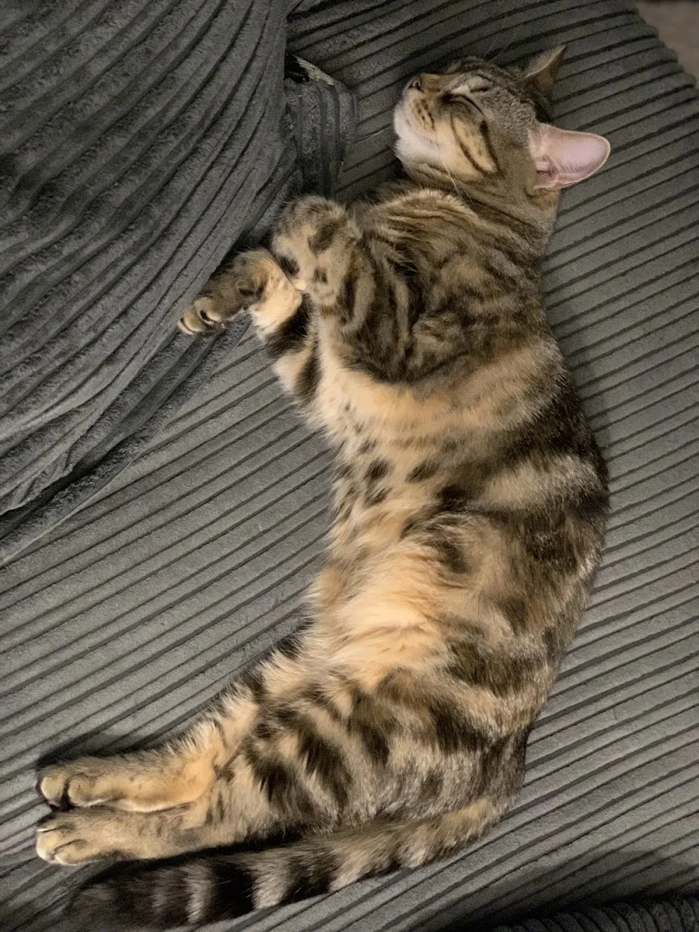 Glaisdale Cat Lodge, Nottingham Cattery - Ilkeston pet otel