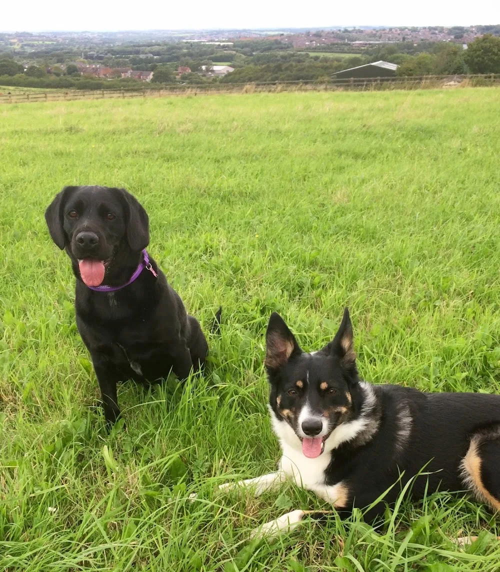 Happy Houndz (home dog boarding) - Ilkeston pet otel