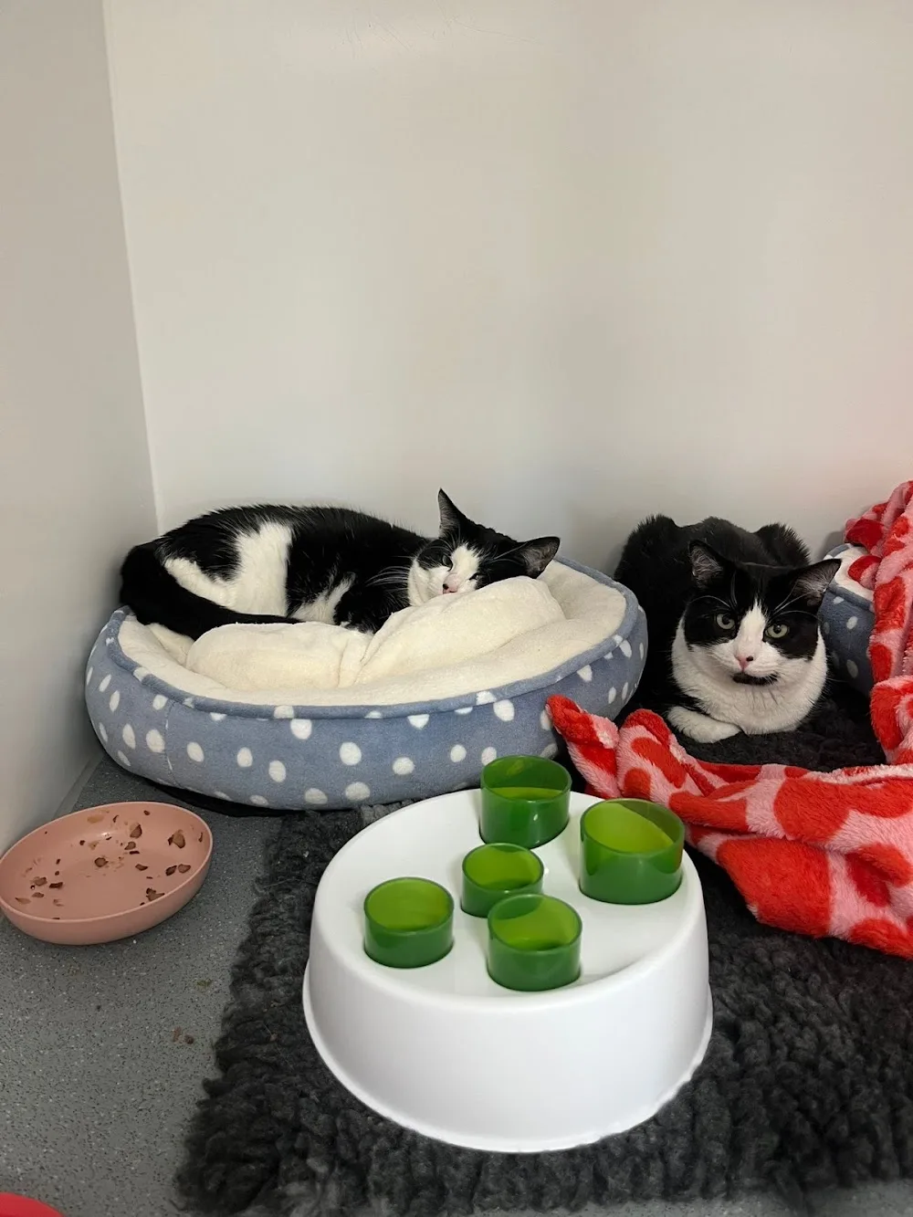 Juno that cattery? - Ilkeston pet otel