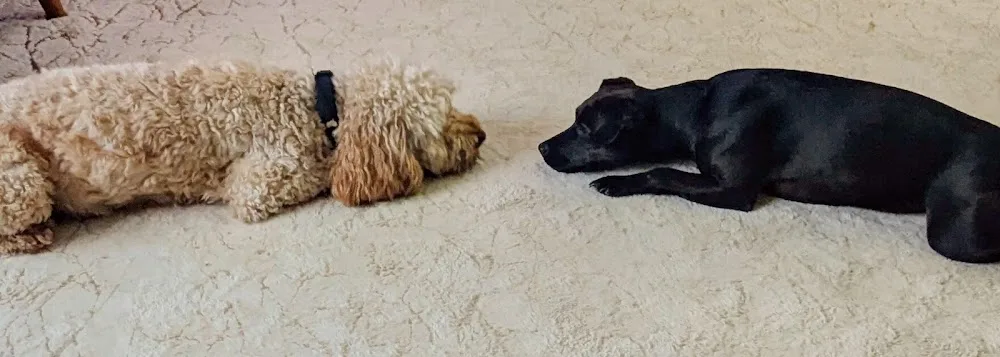 Nutbrook and Shipley Pet Services and Home Boarding - Ilkeston pet otel görseli 3
