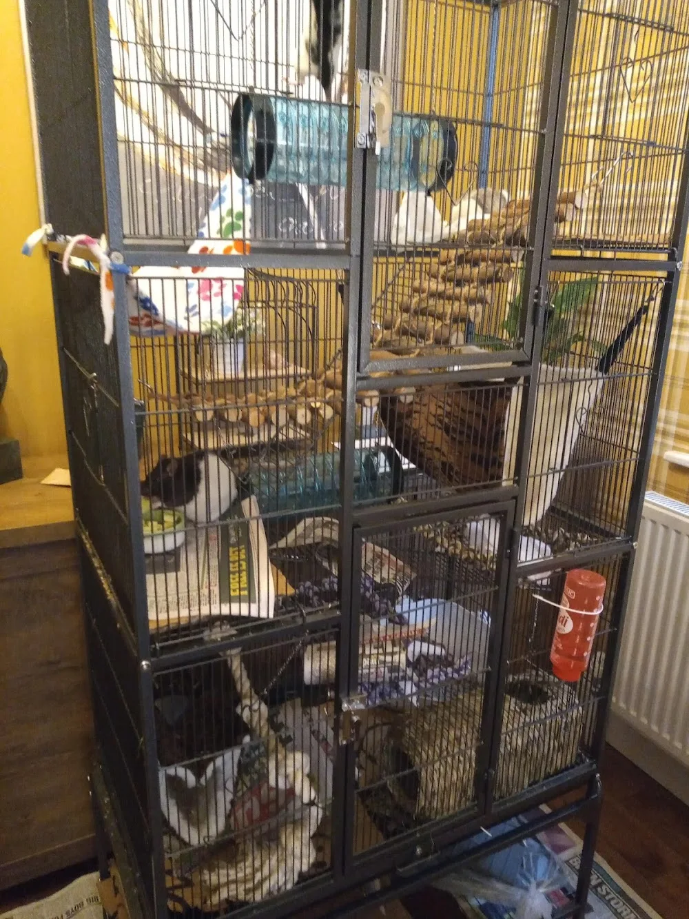 Small Paws Guesthouse Ilkeston Derbyshire - Ilkeston pet otel görseli 3