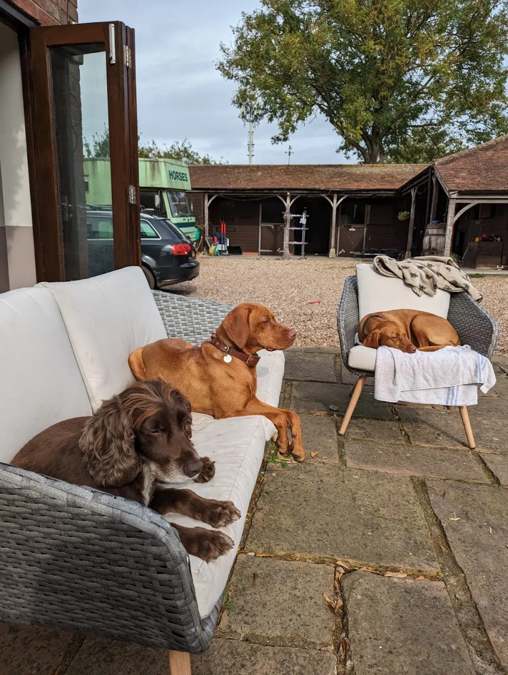 Southfields Dog Boarding - Ilkeston pet otel görseli 3