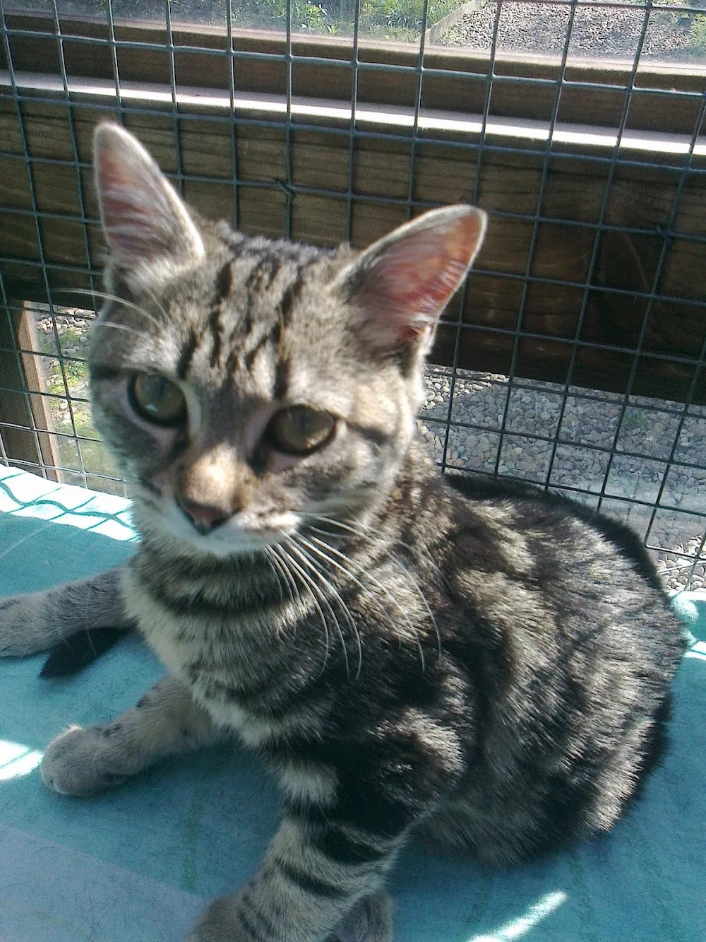 Toton Cattery - Ilkeston pet otel