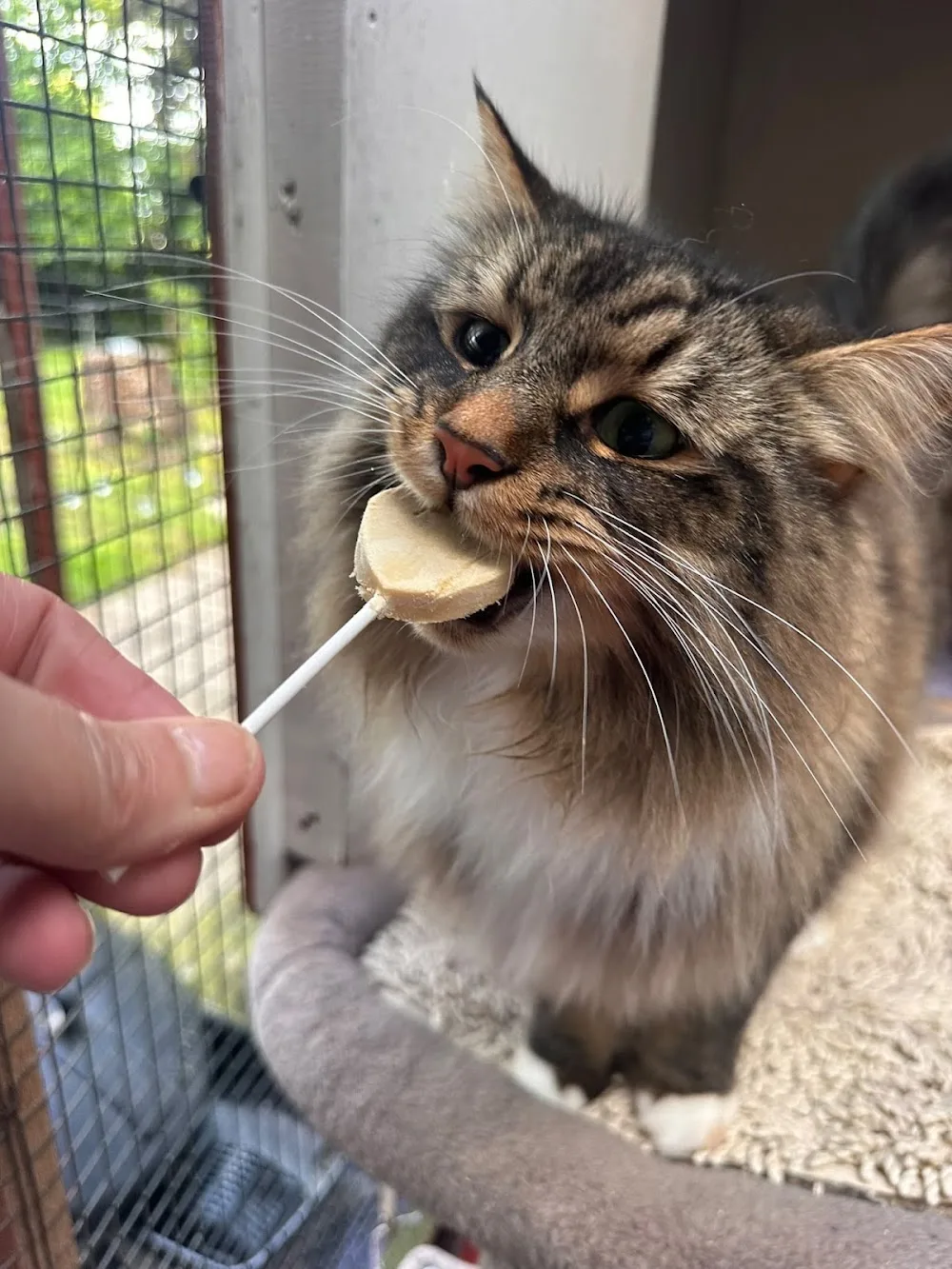 Zaros Cattery - Ilkeston pet otel