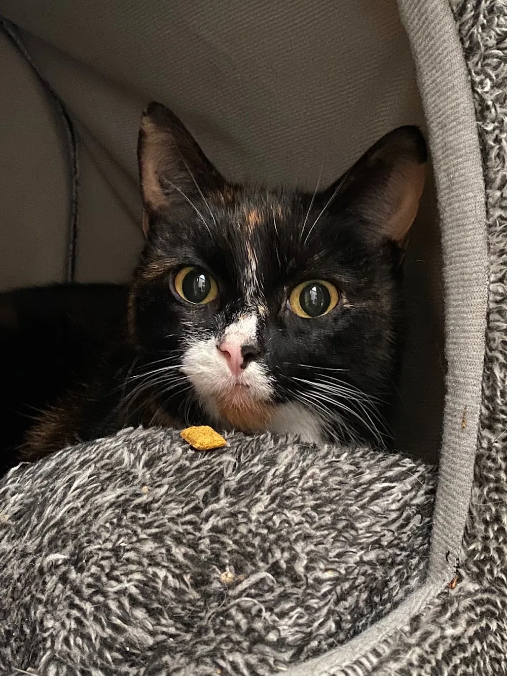 Zaros Cattery - Ilkeston pet otel görseli 3